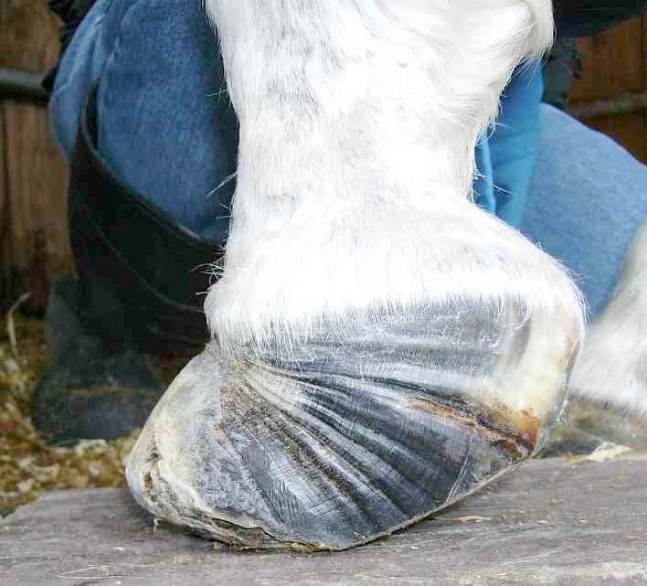 Знахарь лечивший лошадей. Ревматическое воспаление копыт ламинит. Ламинит (диффузный асептический пододерматит). Ламинит - ревматическое воспаление копыт лошадей лошади.